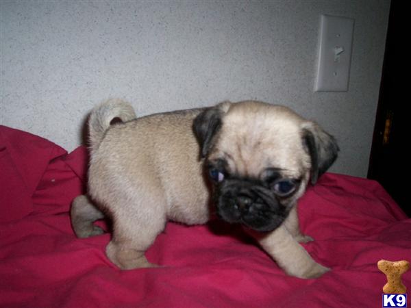 Pug Puppies